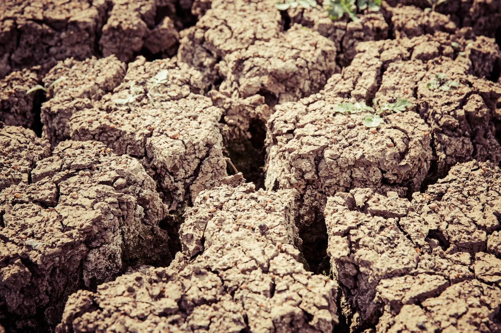 A close-up view of cracked and dry soil, symbolizing drought and environmental challenges.