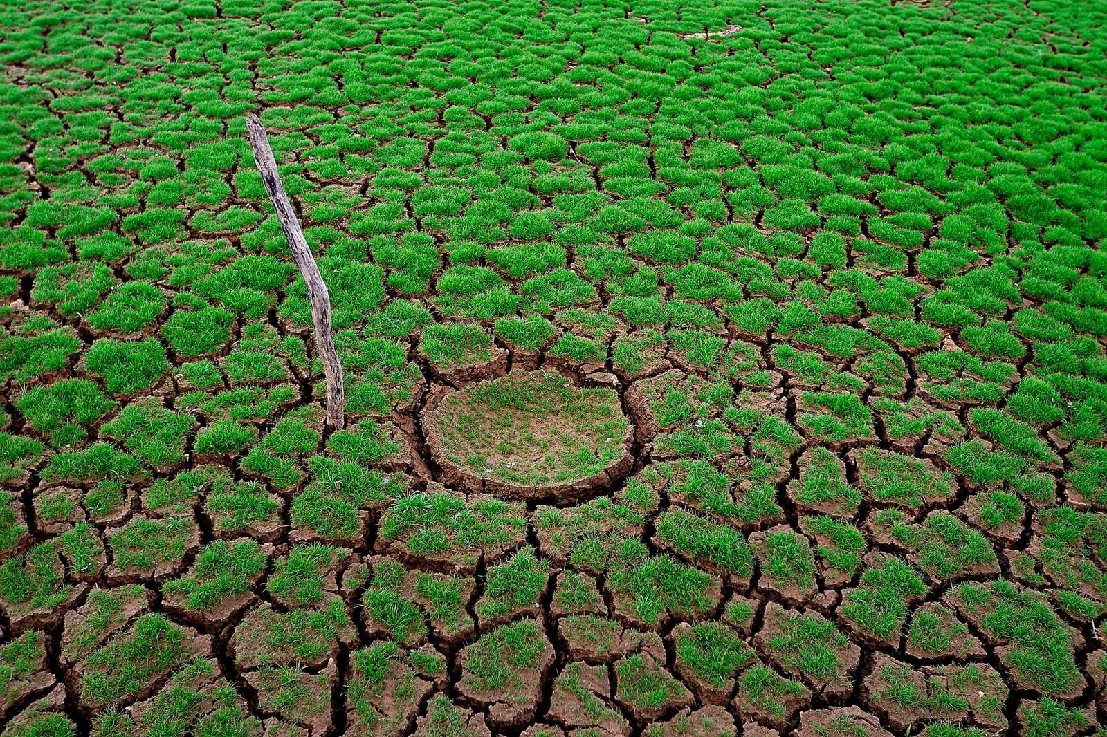 Cracked dry earth with patchy green growth, illustrating drought impact.