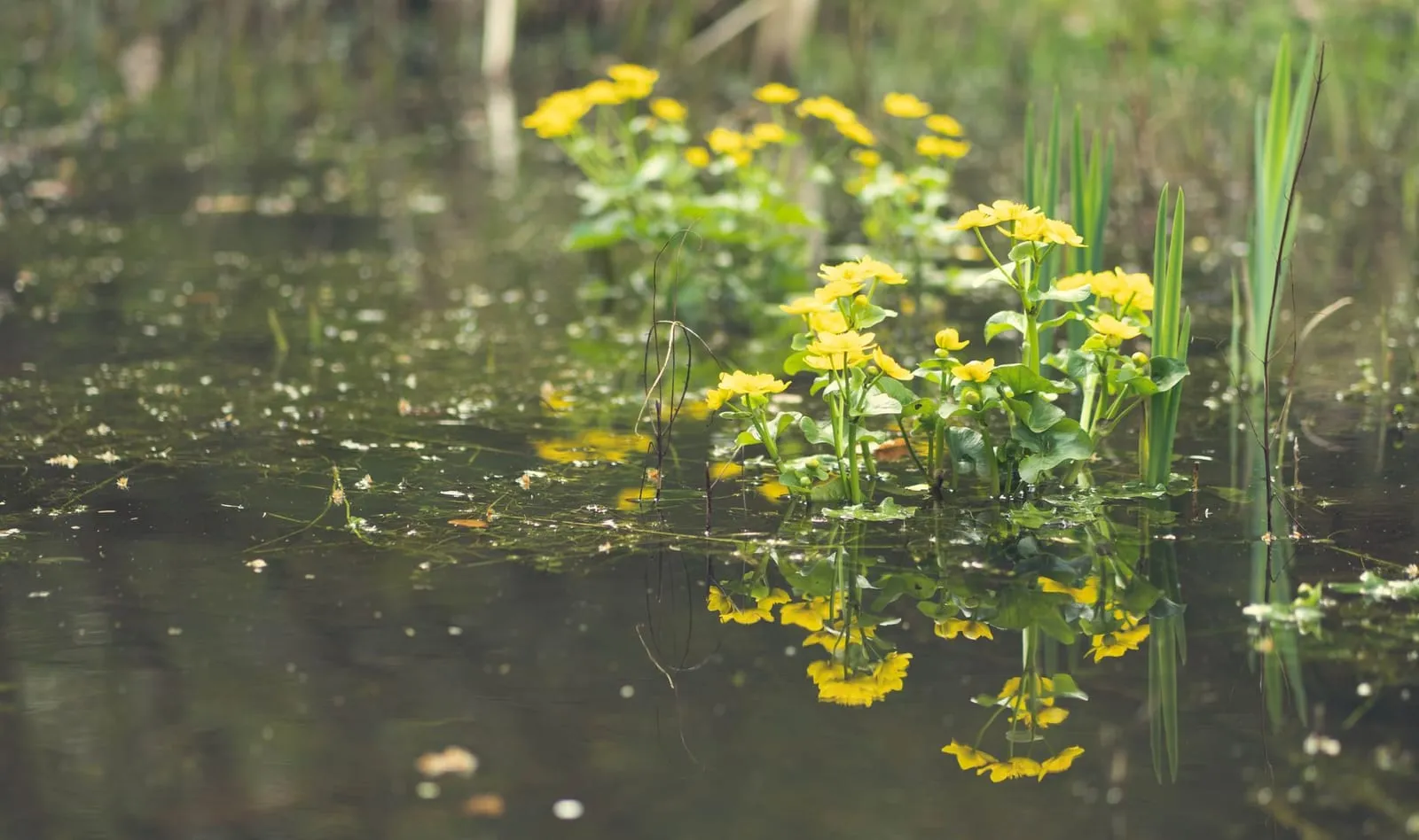 Yellow flowers reflecting on a calm pond creating a serene summer scene.